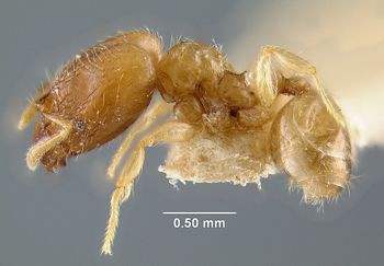 Media type: image; Entomology 20766